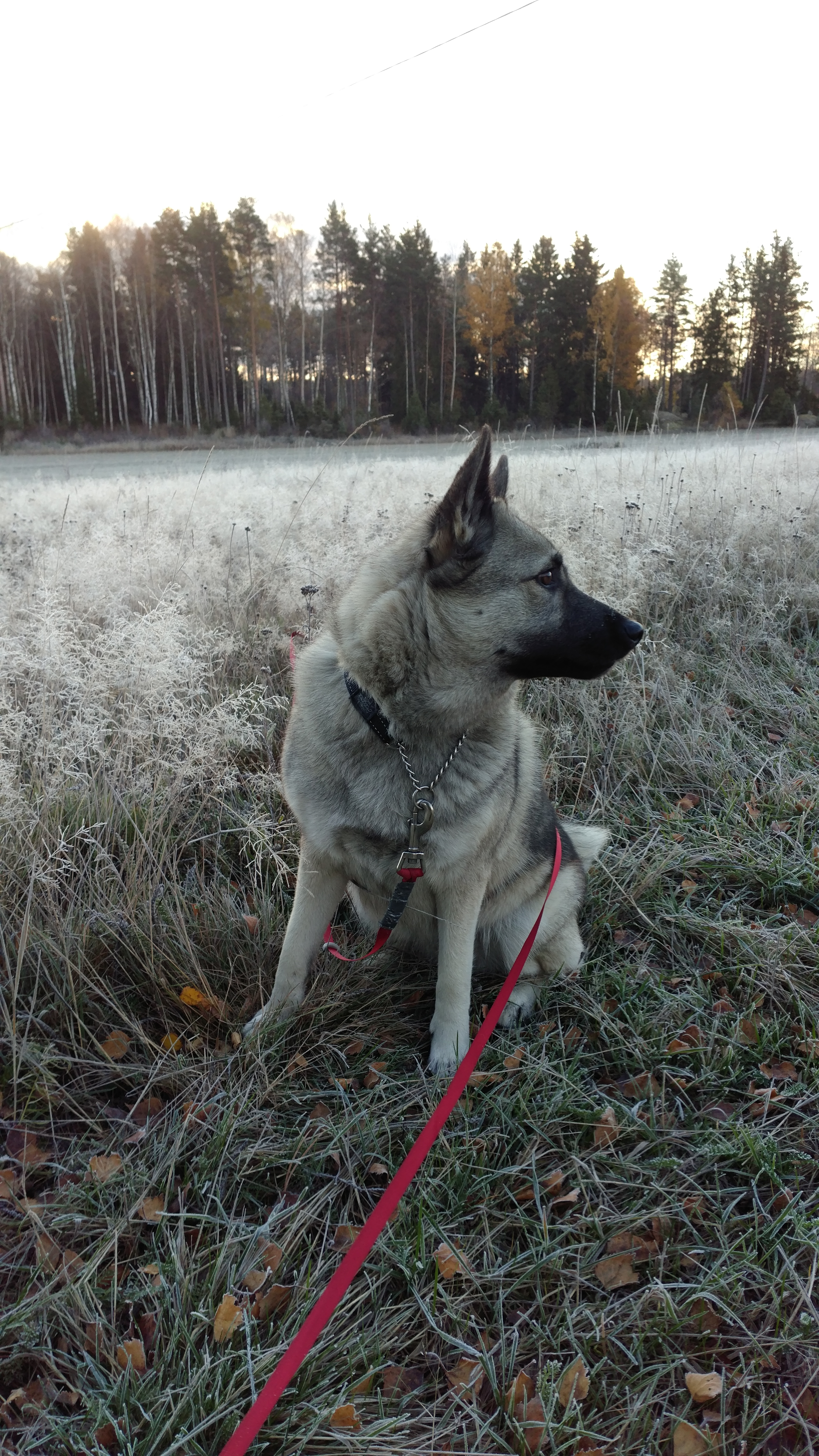 Elsa, min hund. Min lärare i djurens språk